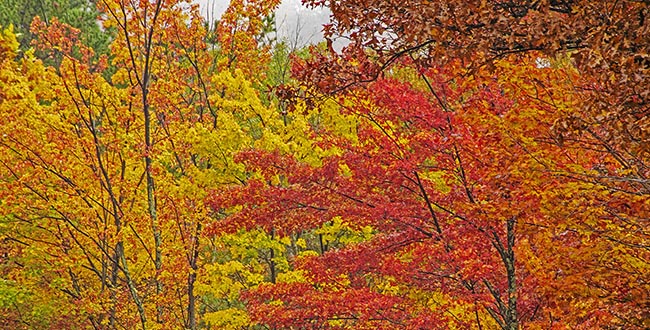Fall Foliage in the Smoky Mountains