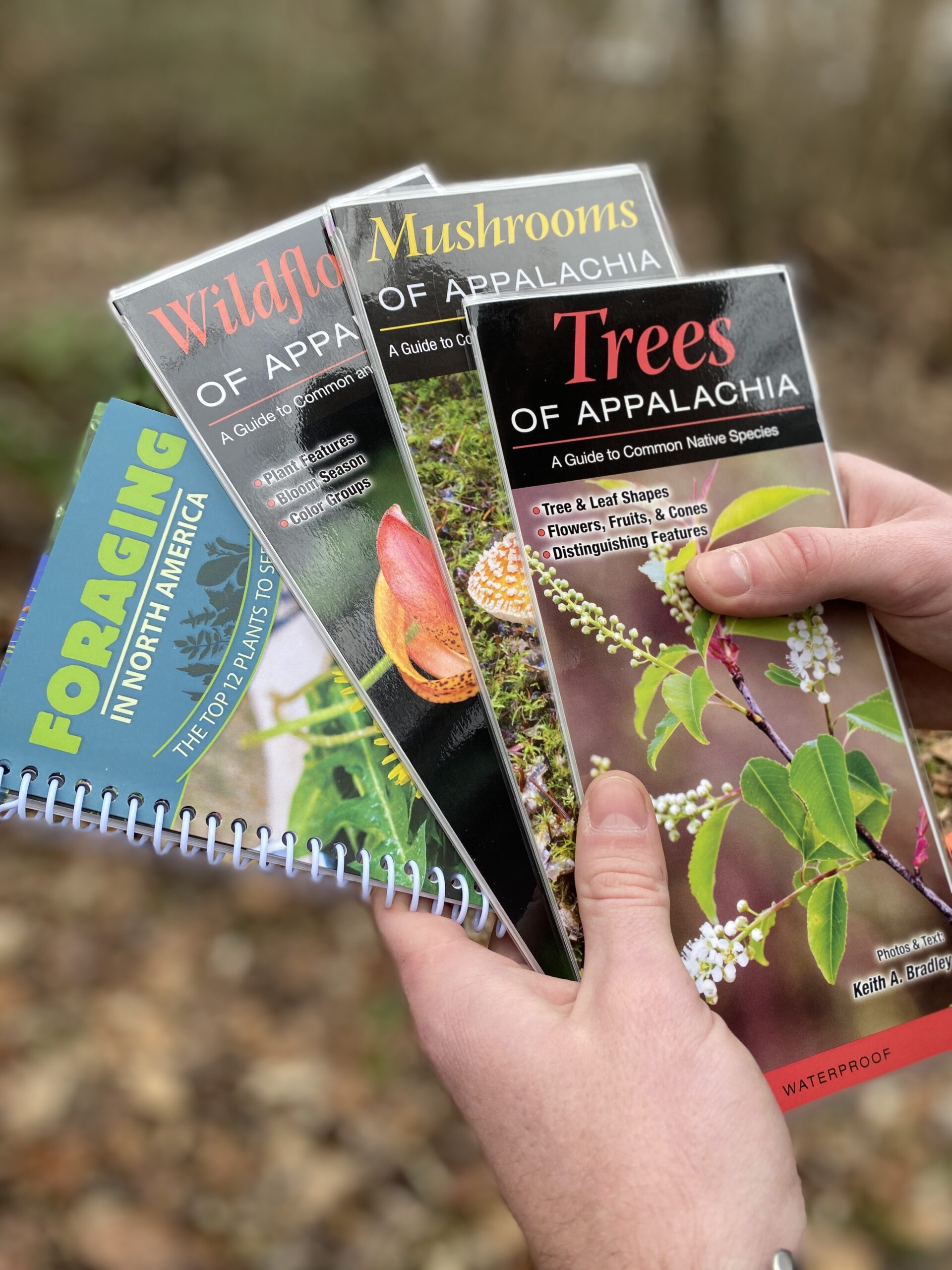 The Incredible Biodiversity of the Smoky Mountains