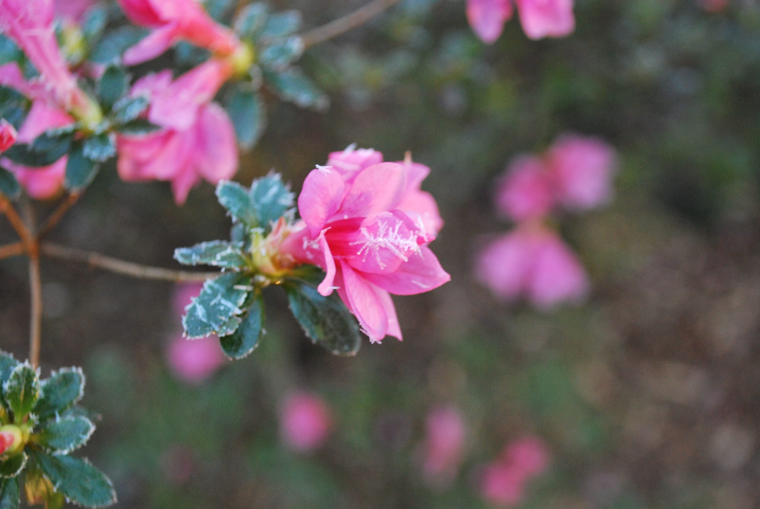 Springtime Celebrations and Events in Townsend!