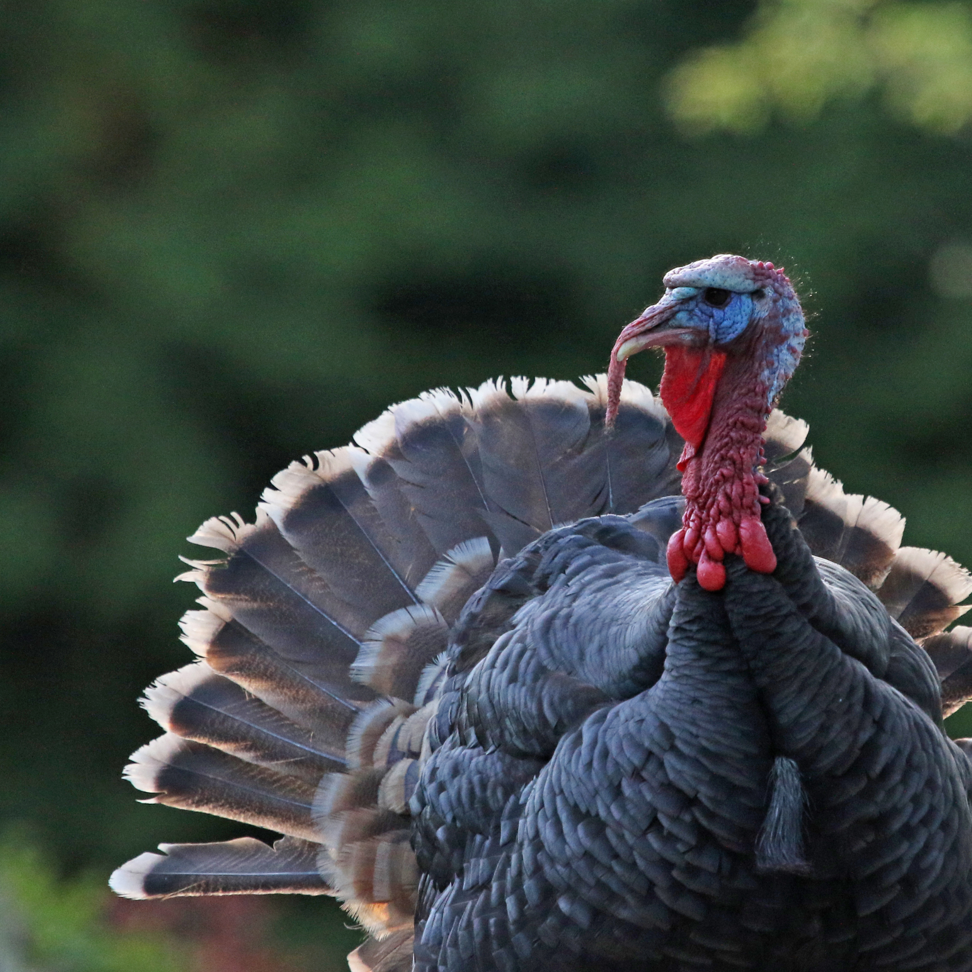 Turkey Spotting in the Park.