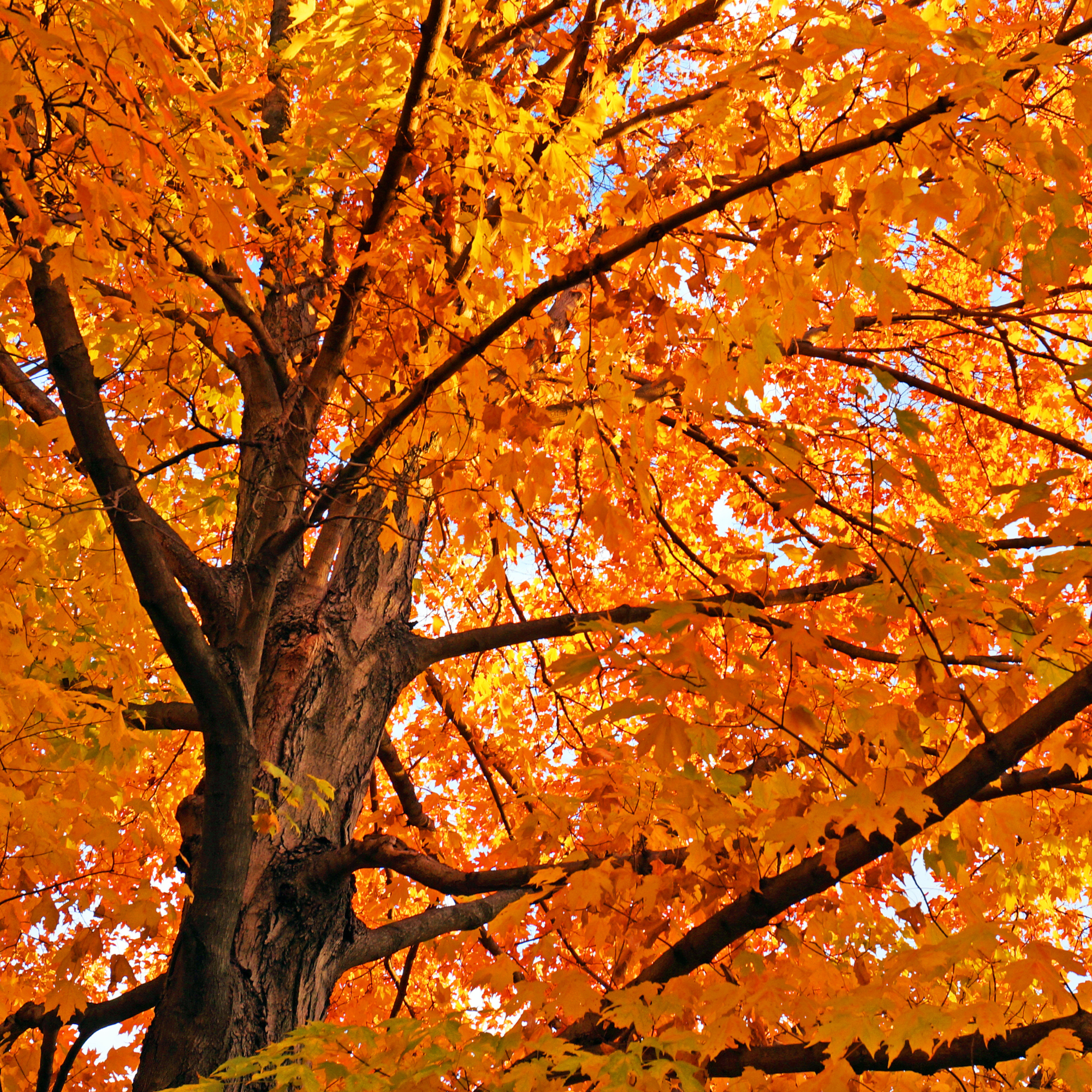 What’s Happening in Townsend: November!